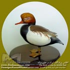 اردک تاجدار